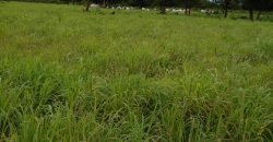 Fazenda com 54 hectares