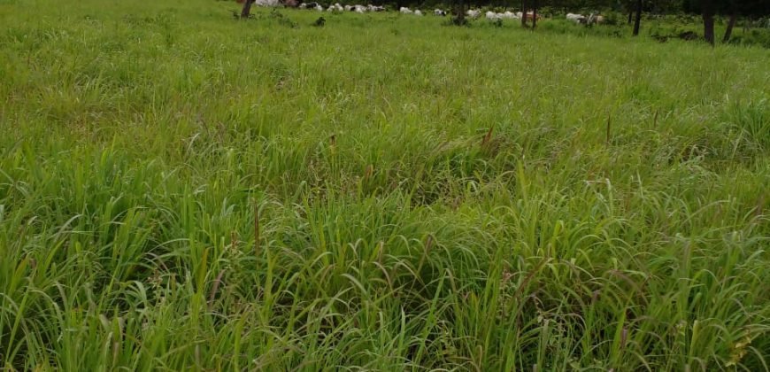 Fazenda com 54 hectares