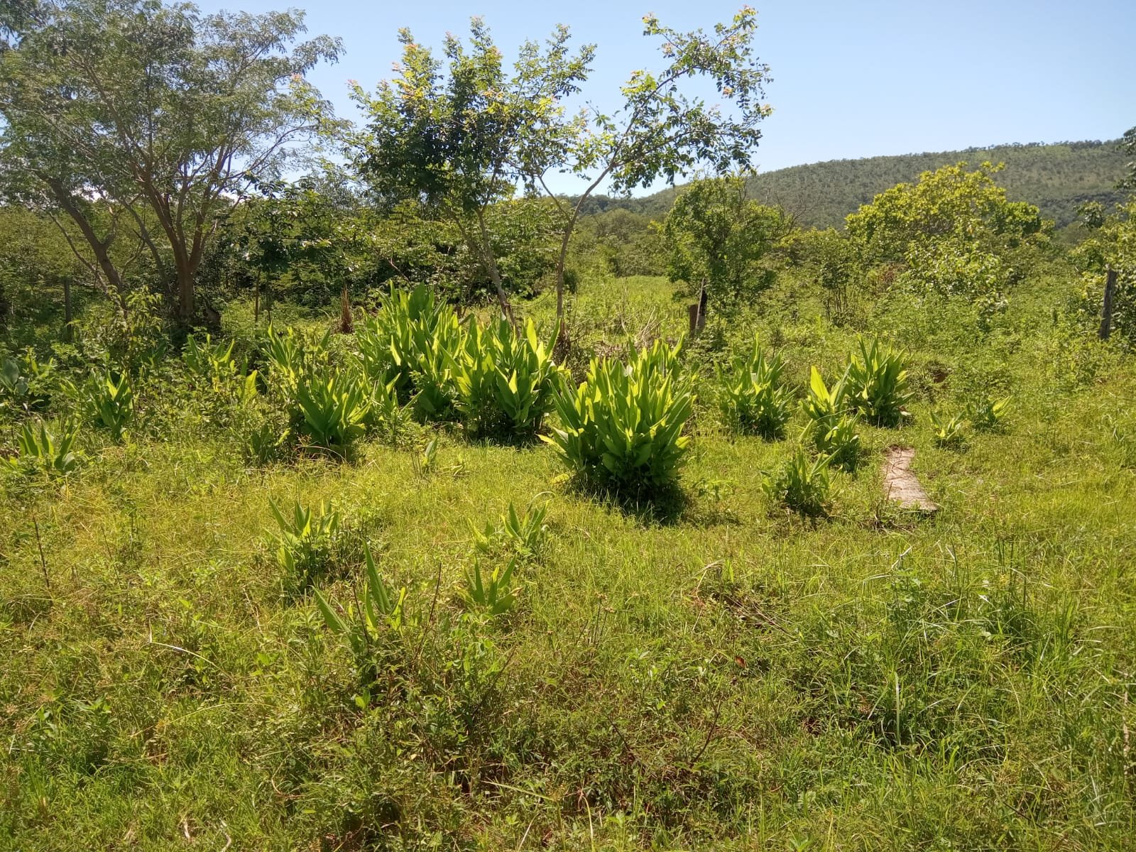 Fazenda com 52 Hectares