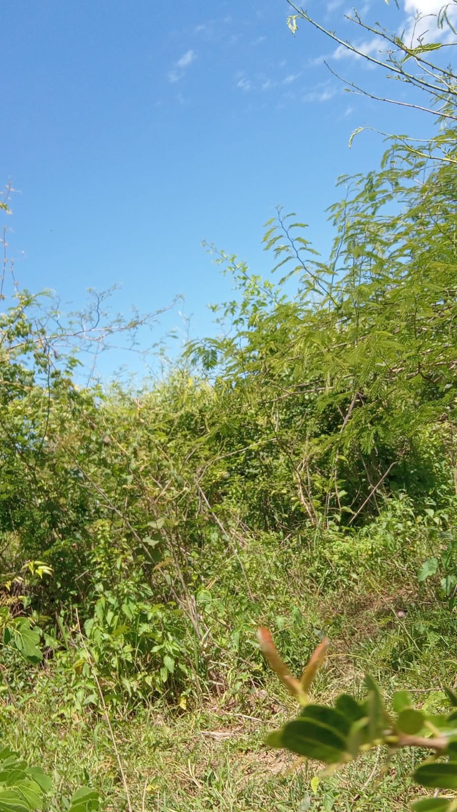 Fazenda com 52 Hectares