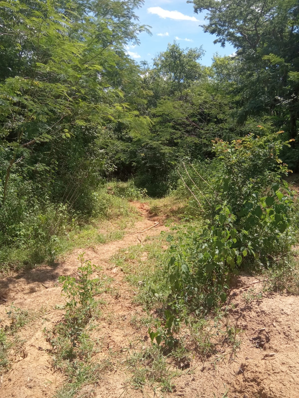 Fazenda com 52 Hectares