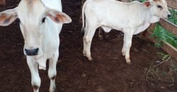 Fazenda com 54 hectares