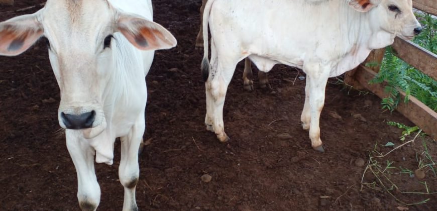 Fazenda com 54 hectares