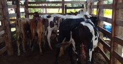 Fazenda com 54 hectares