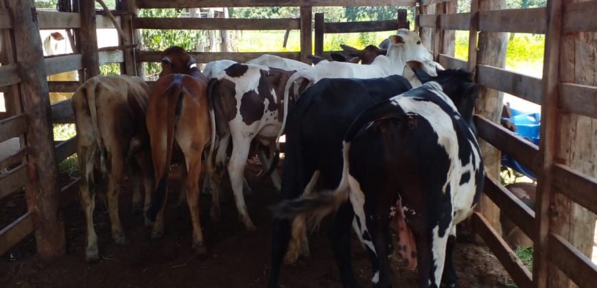 Fazenda com 54 hectares