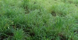 Fazenda com 54 hectares