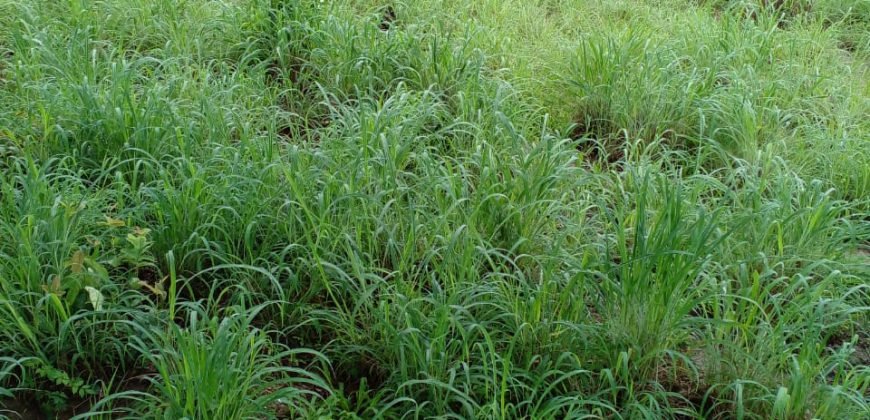 Fazenda com 54 hectares