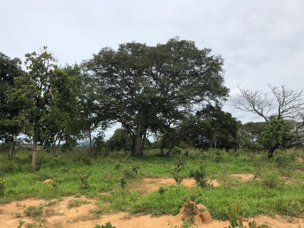 Fazenda a venda