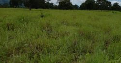 Fazenda com 54 hectares