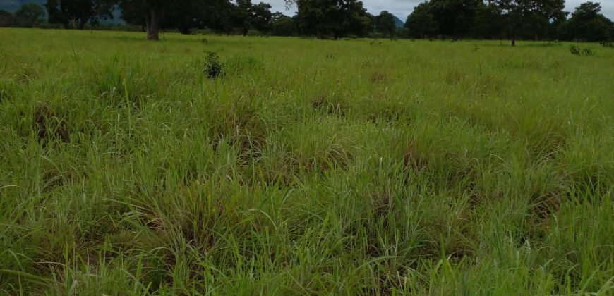 Fazenda com 54 hectares