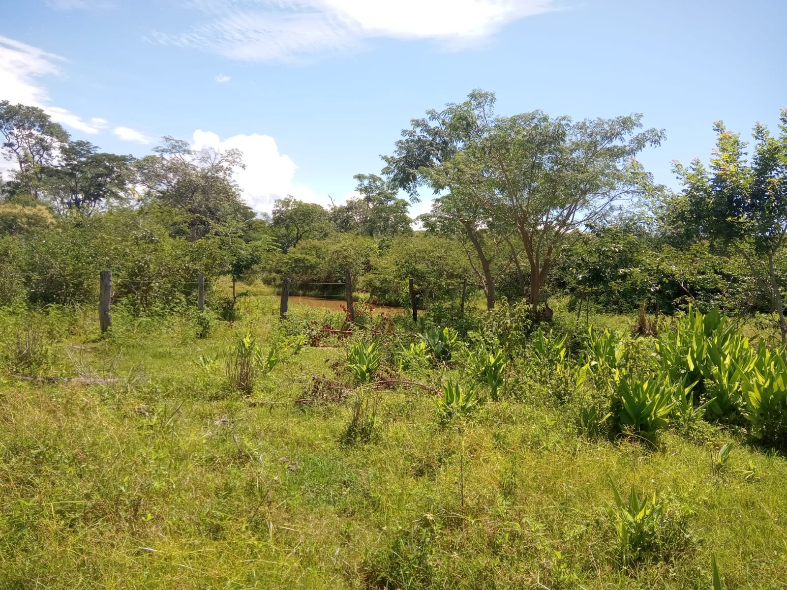 Fazenda com 52 Hectares