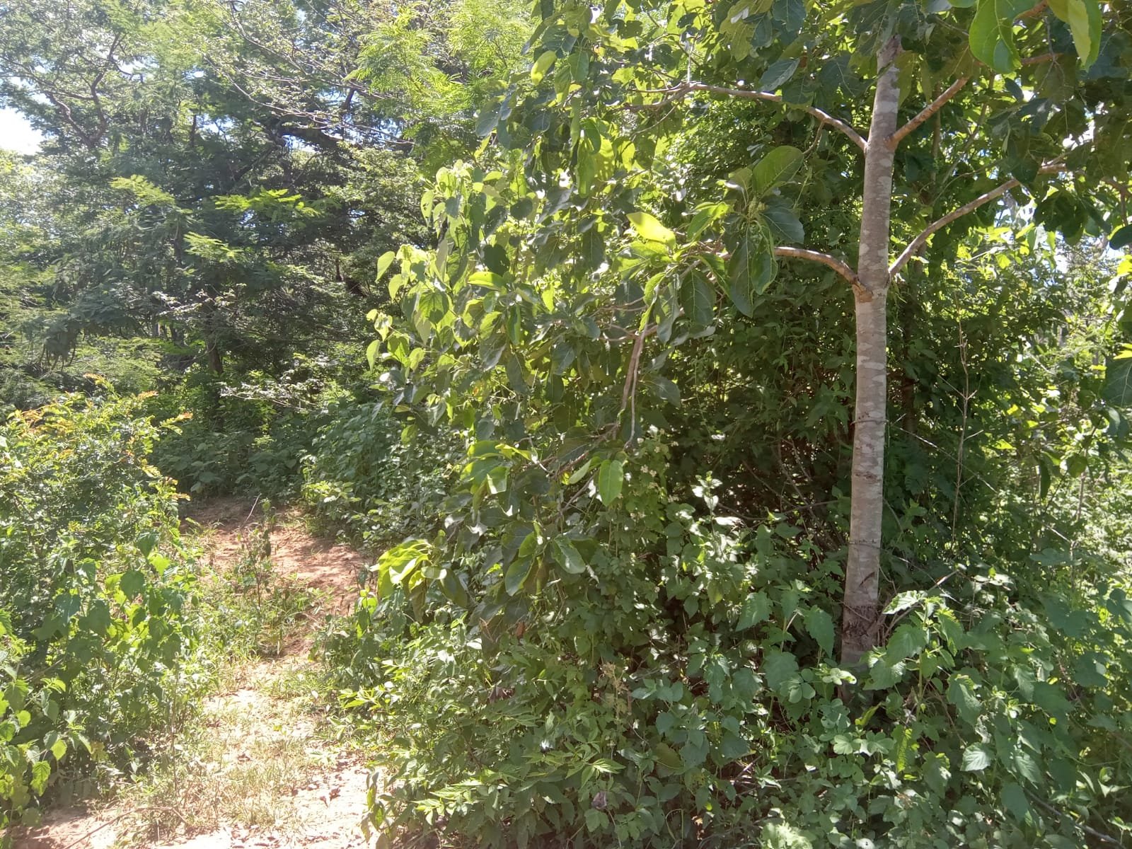 Fazenda com 52 Hectares