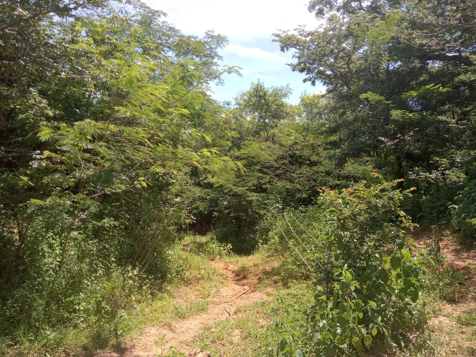 Fazenda com 52 Hectares