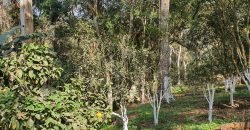 Ampla chácara em Água Azul – Guarulhos