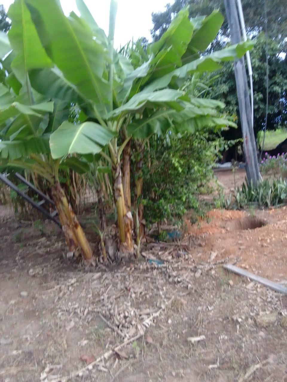 fazenda com 221 hectares