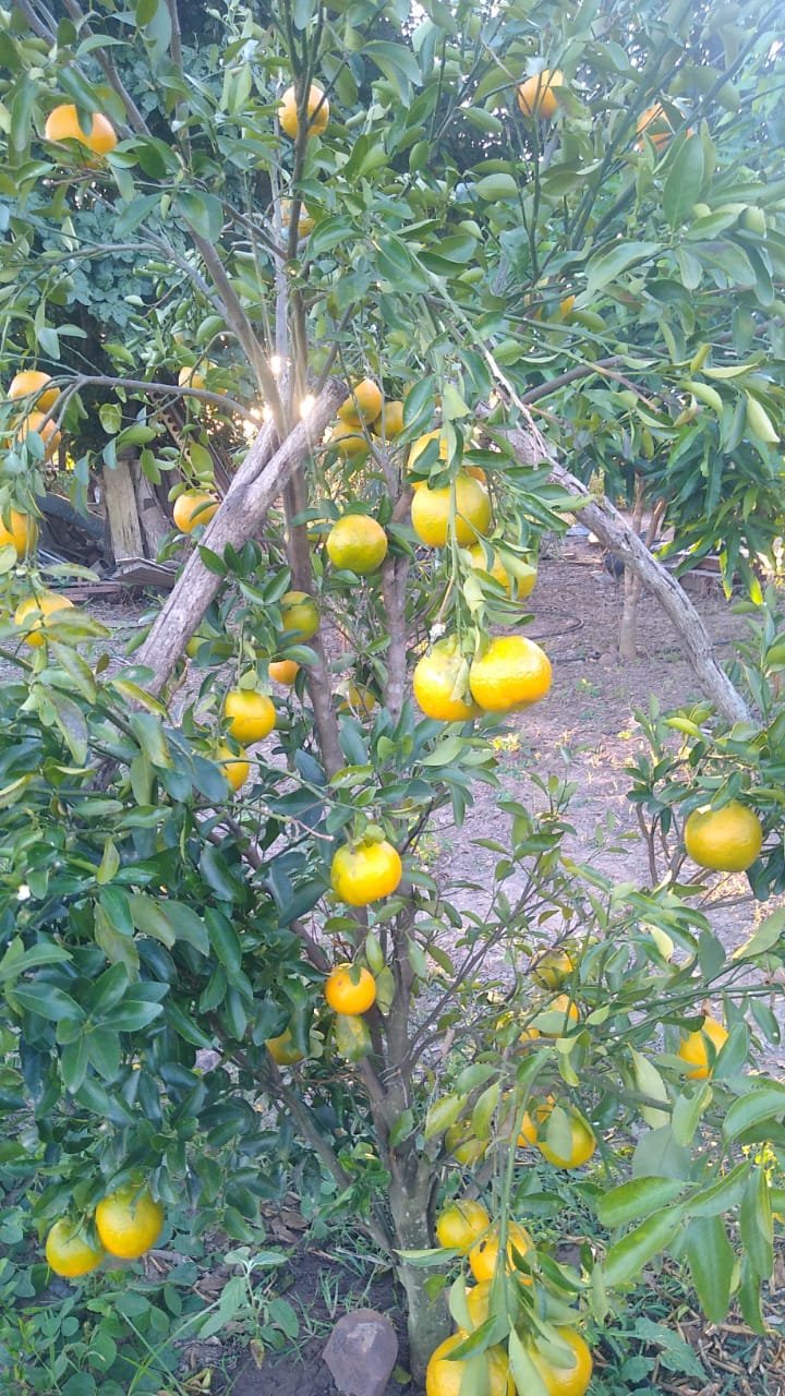 fazenda com 221 hectares