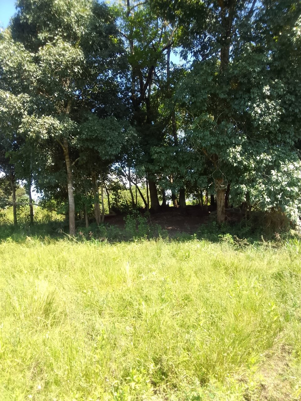 fazenda com 221 hectares