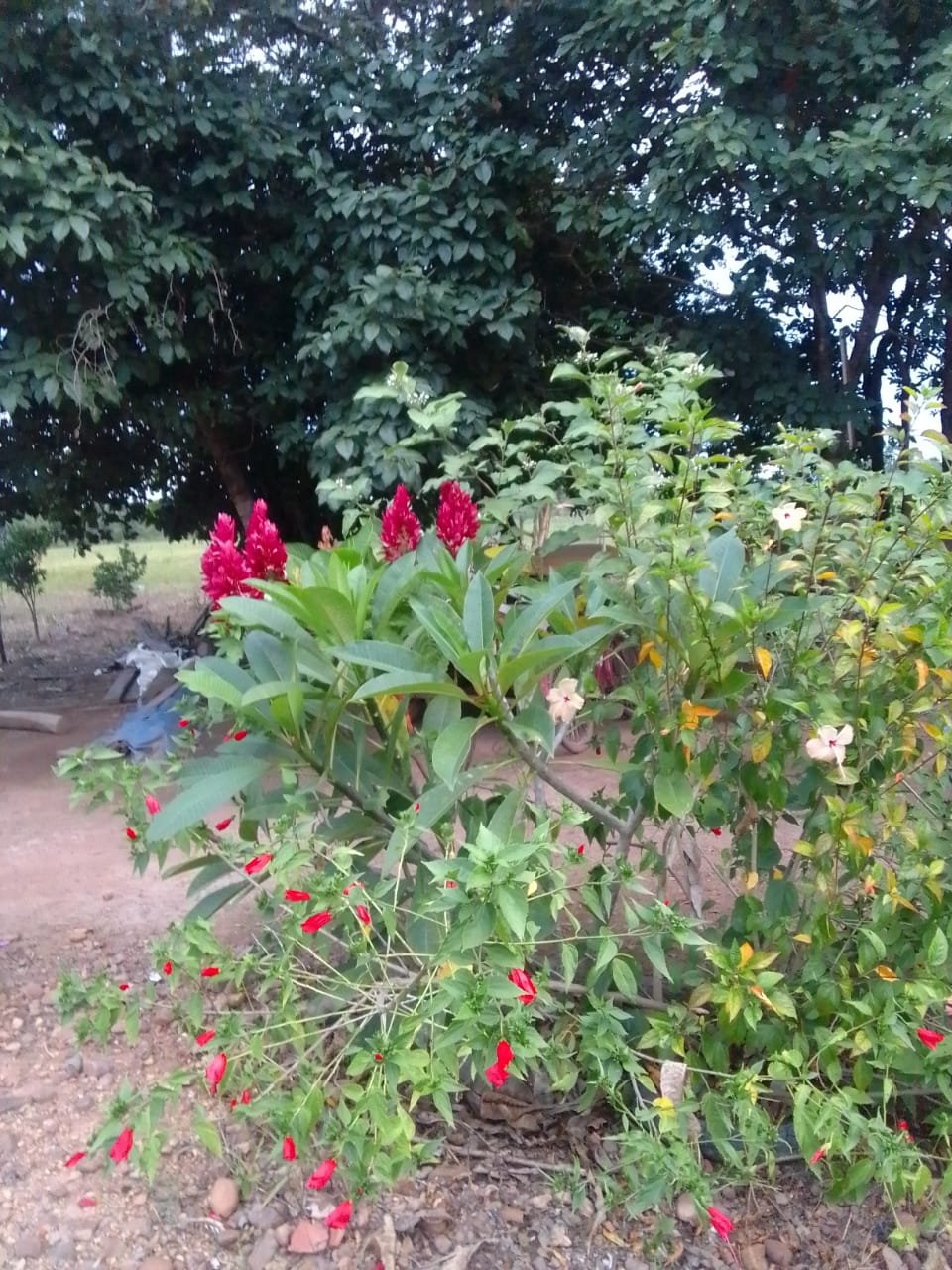 fazenda com 221 hectares