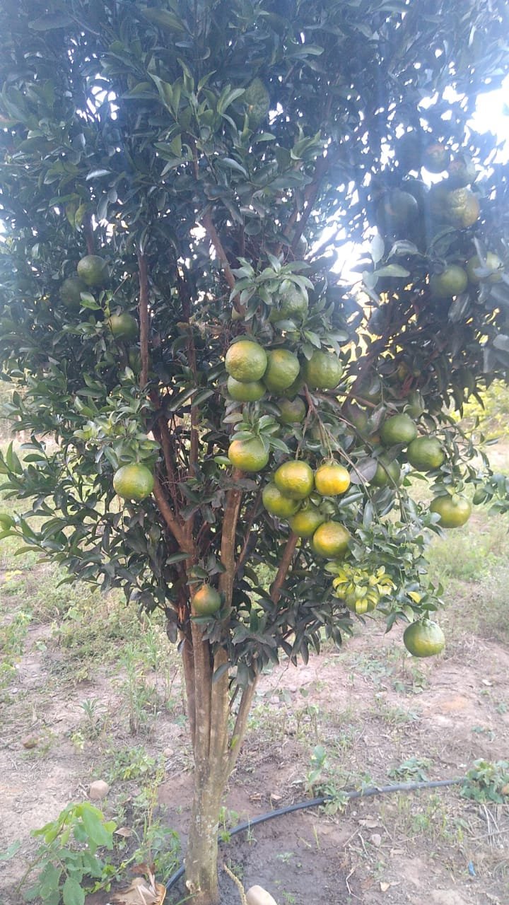 fazenda com 221 hectares