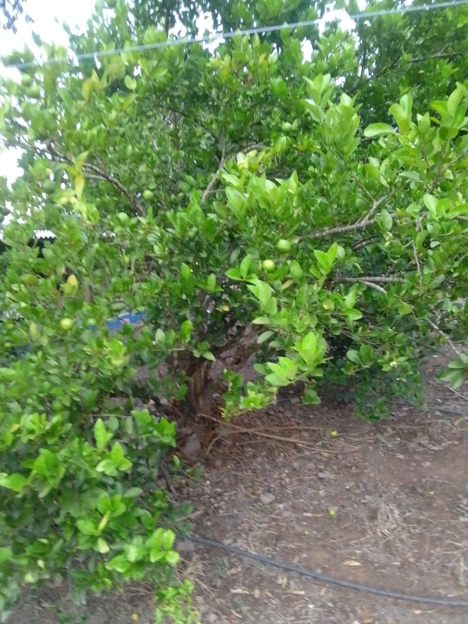 fazenda com 221 hectares