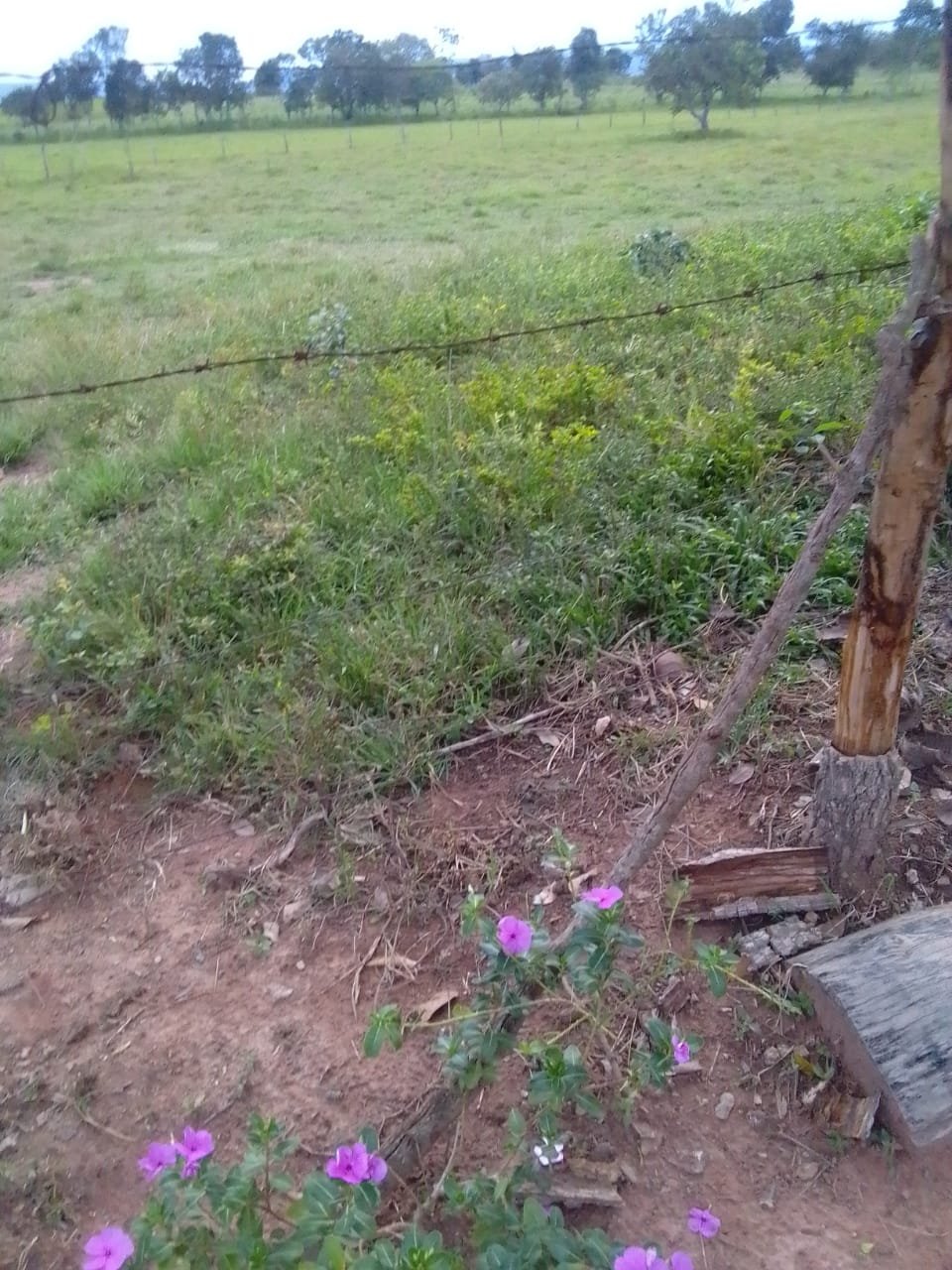 fazenda com 221 hectares