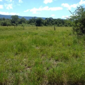 fazenda com 221 hectares