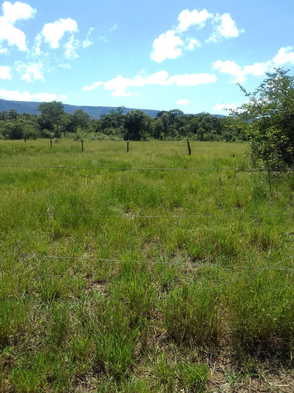 fazenda com 221 hectares