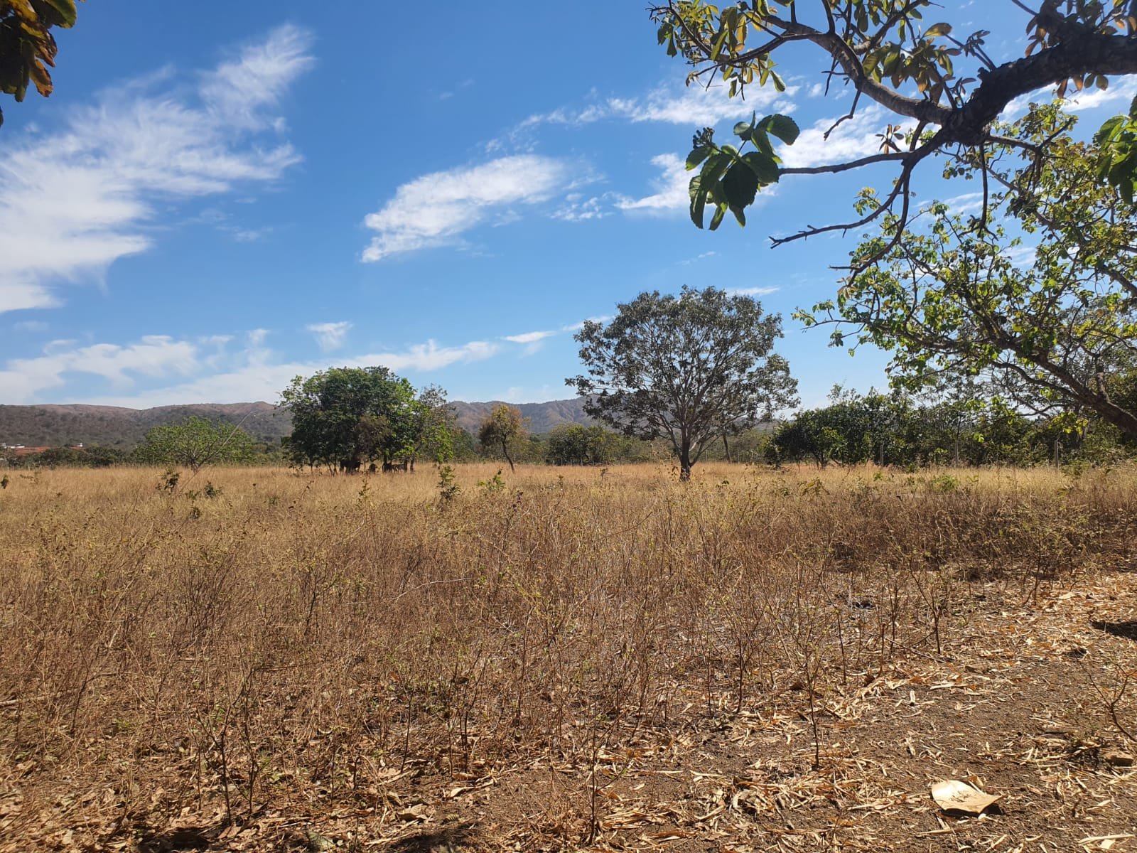 Fazenda saída para Paracatu a venda