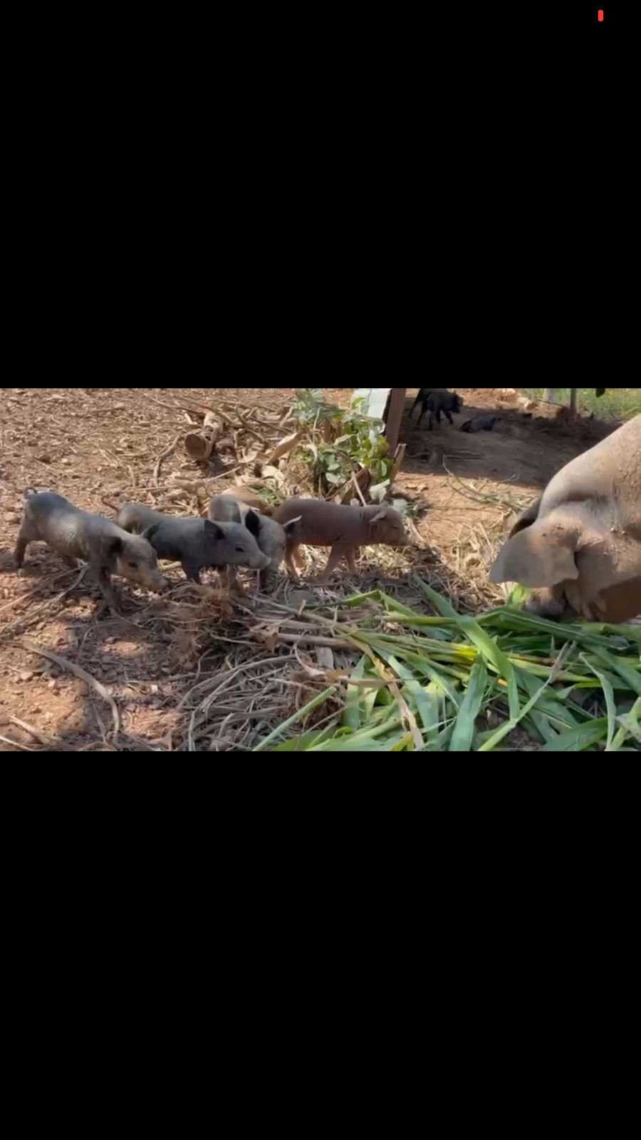 Sitio a Venda a 12 km de Unaí e 8 km do bairro Riviera Park