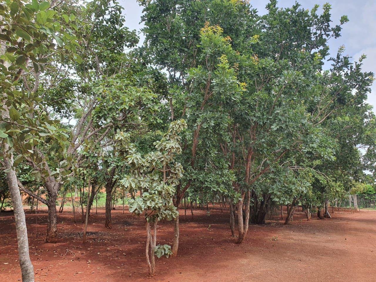 Belissima Chácara a Venda