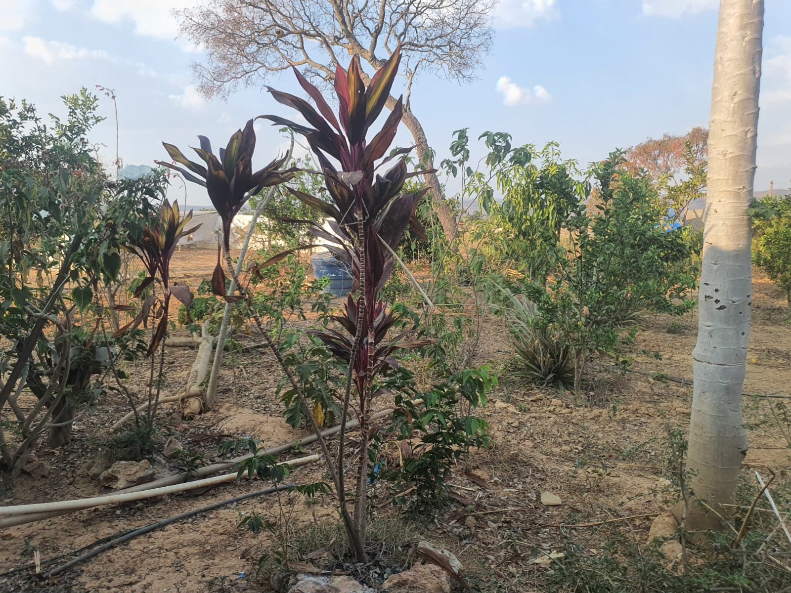 Chácara a venda  (Fazenda Vargem Bonita) Unaí-MG