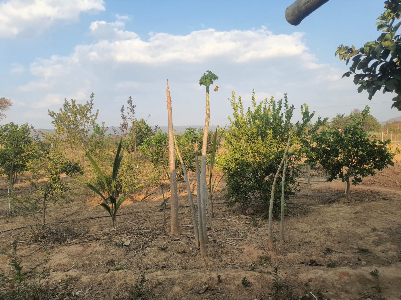 Chácara a venda  (Fazenda Vargem Bonita) Unaí-MG
