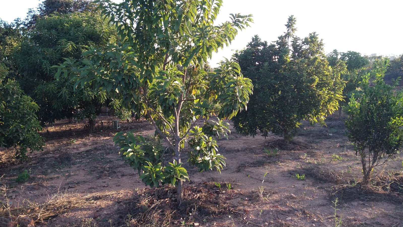 Chacara a venda em Unai