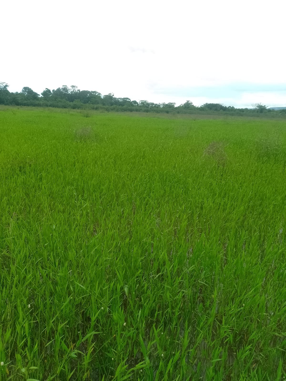 Fazenda Palmeiras quinhão I- Unaí-mg