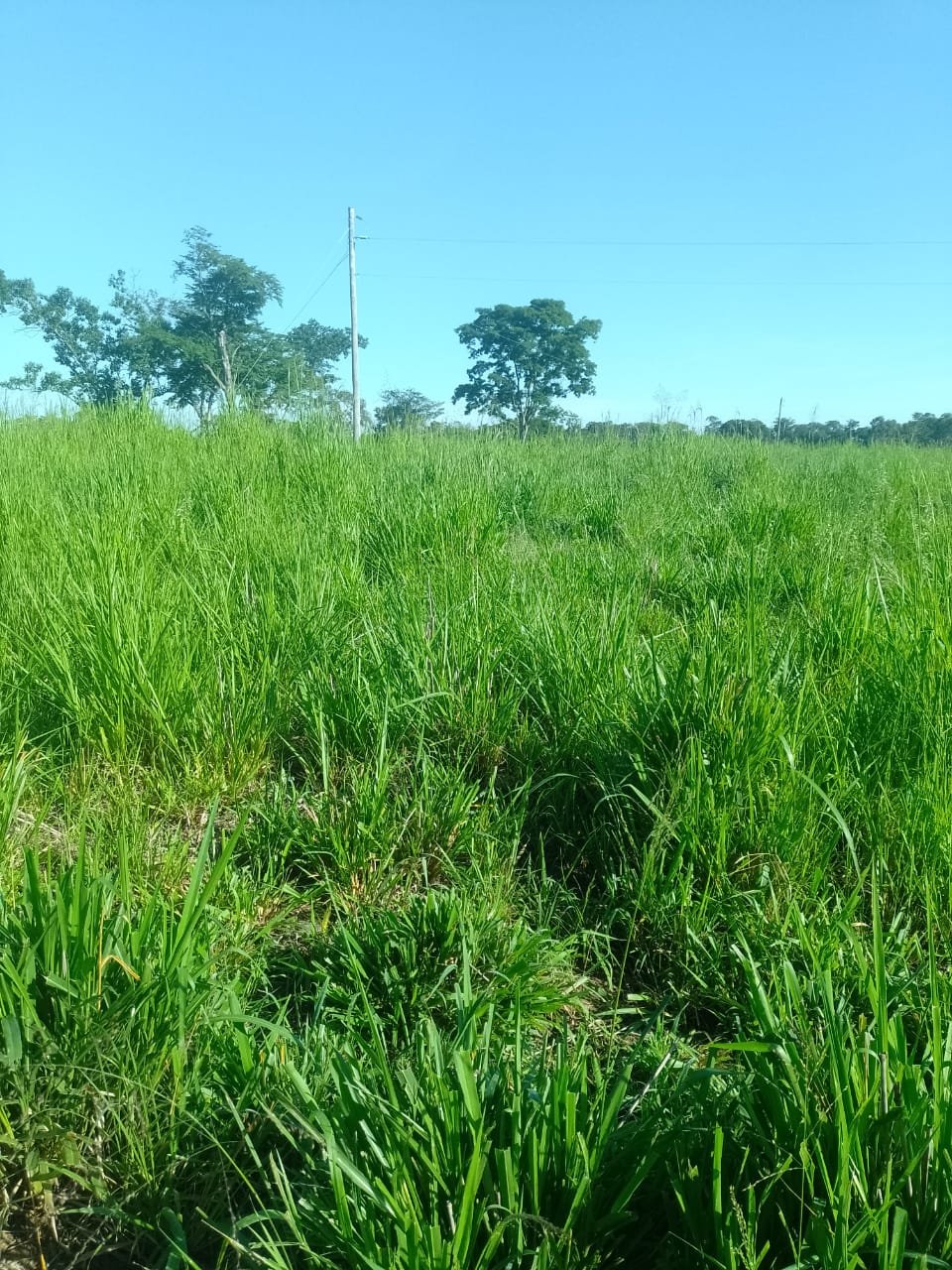 Fazenda Palmeiras quinhão I- Unaí-mg