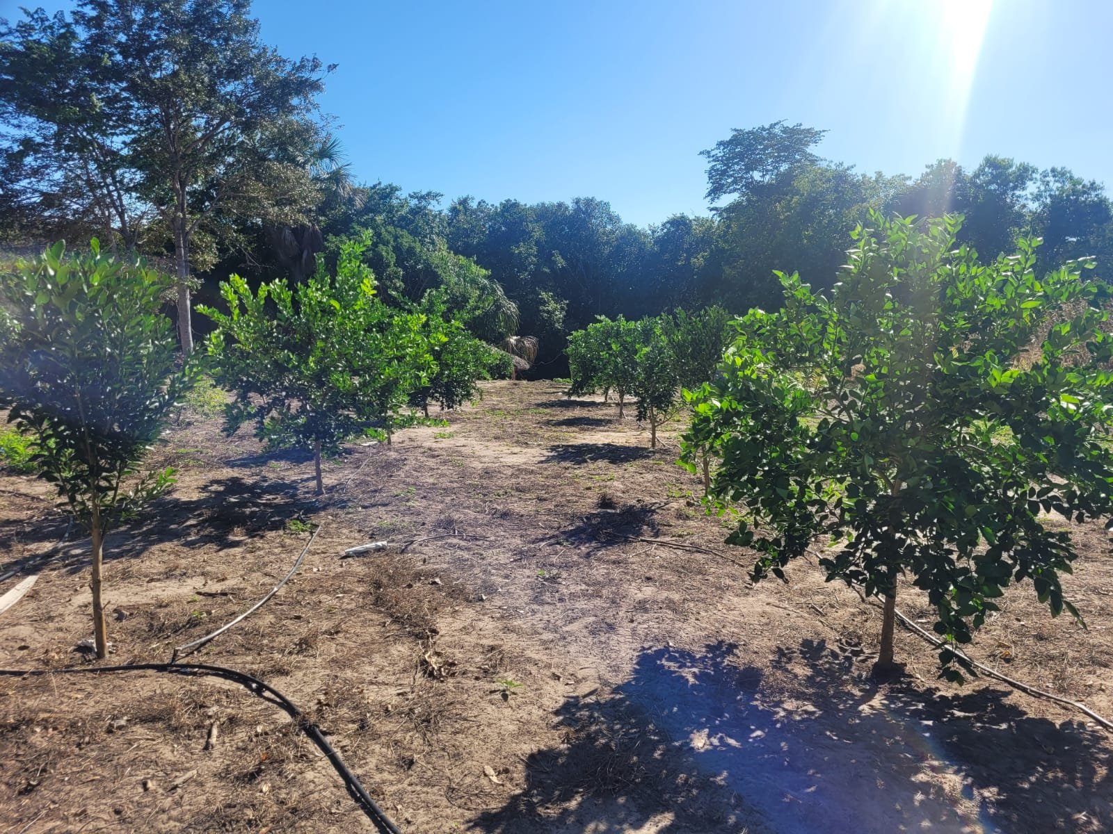 Chácara a venda emChapada Gaucha.