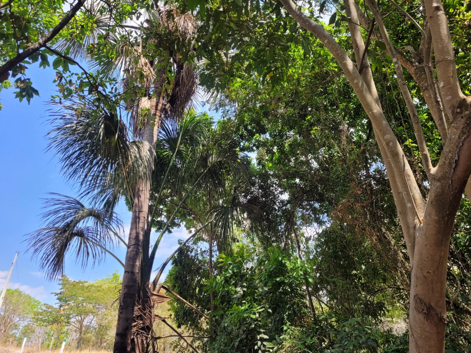 Chácara a venda emChapada Gaucha.