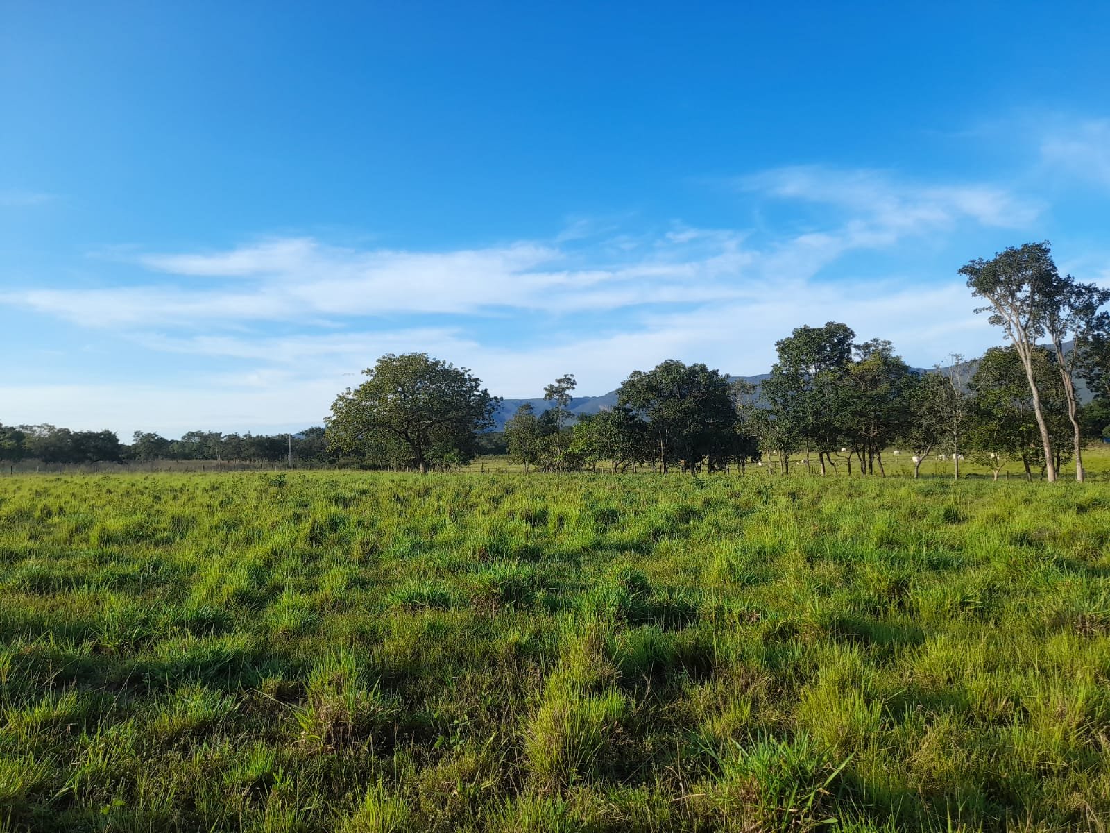 FAZENDA COM 24 HECTARE A VENDA NA REGIÃO DE FORMOSA.