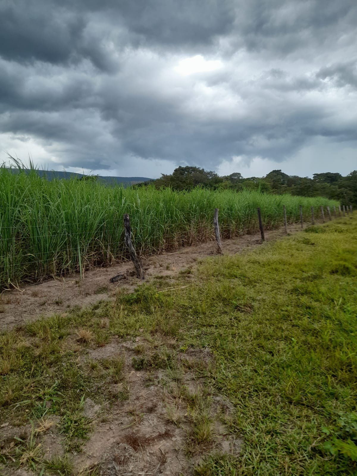 FAZENDA COM 24 HECTARE A VENDA NA REGIÃO DE FORMOSA.
