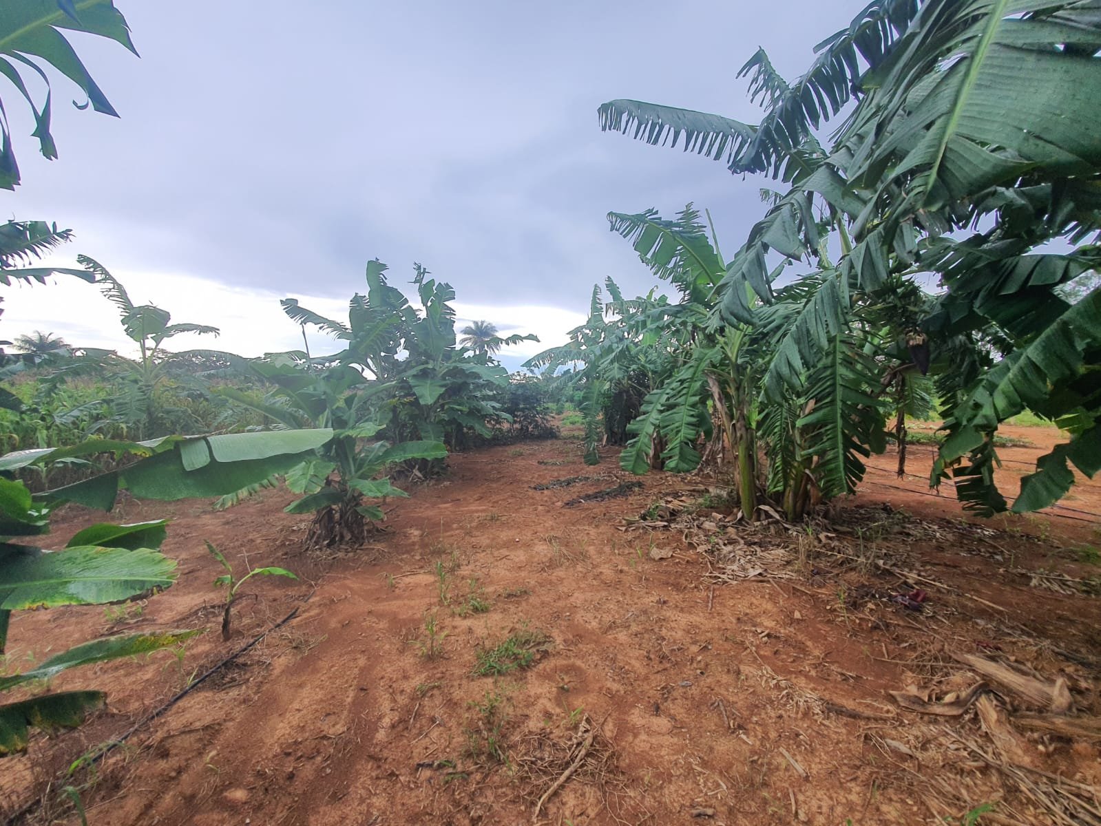 Fazenda à venda.