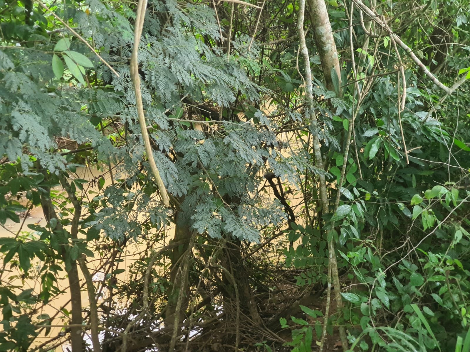 Fazenda à venda.