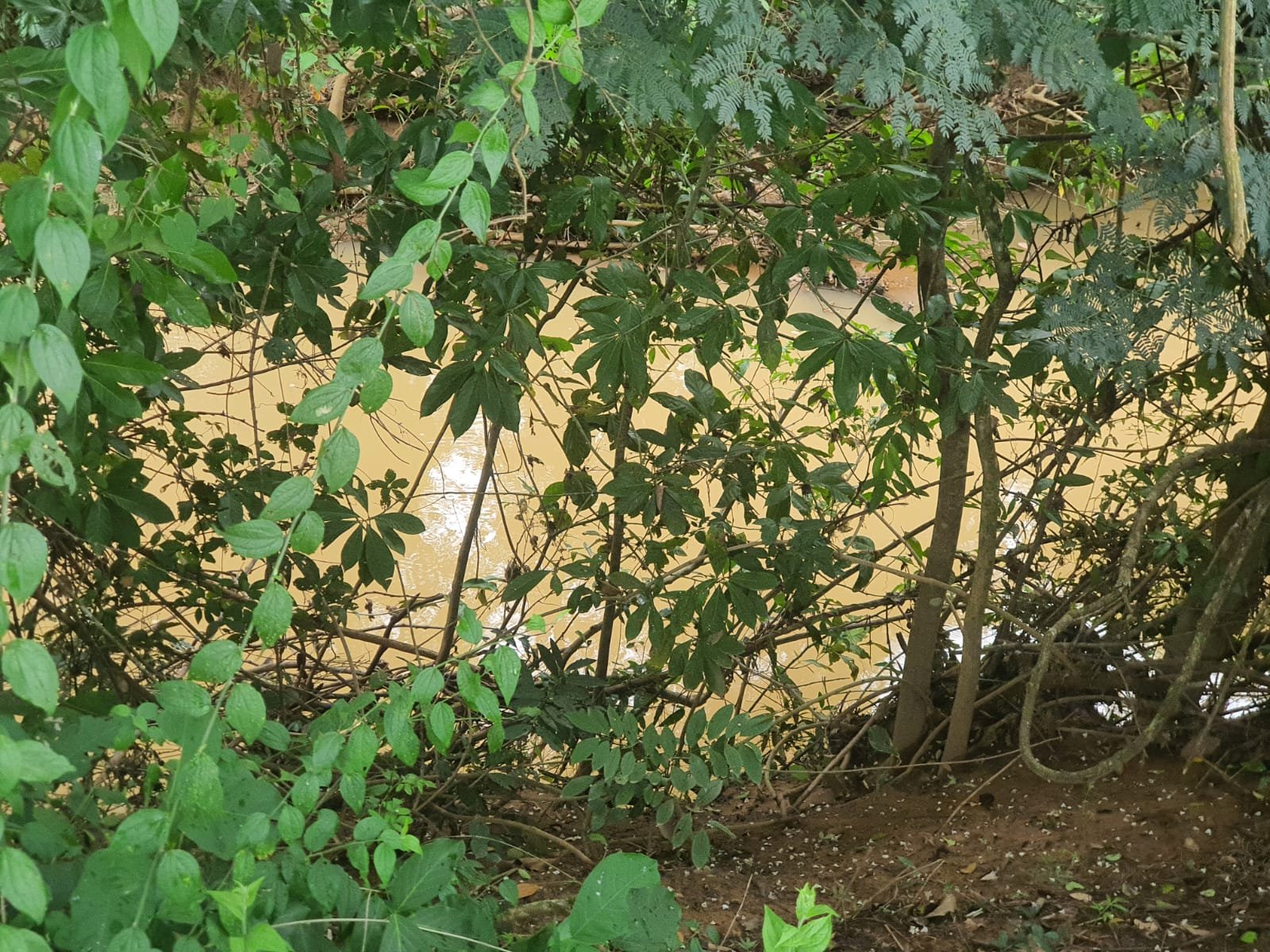 Fazenda à venda.